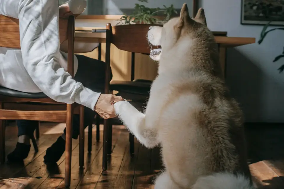 Dog in a kitchen with an owner