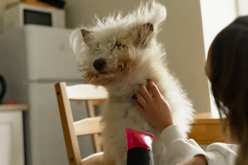 Dog in a kitchen with an owner