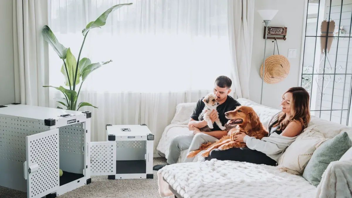 Dog in a travel crate