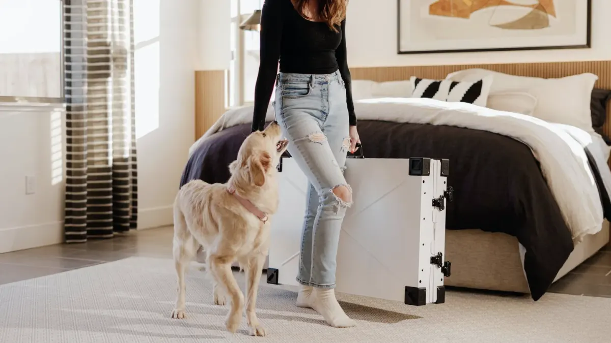 Dog in a travel crate