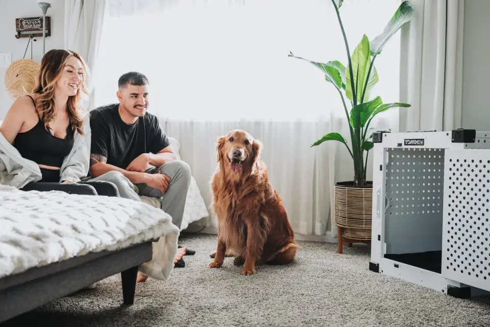 Dog in a travel crate