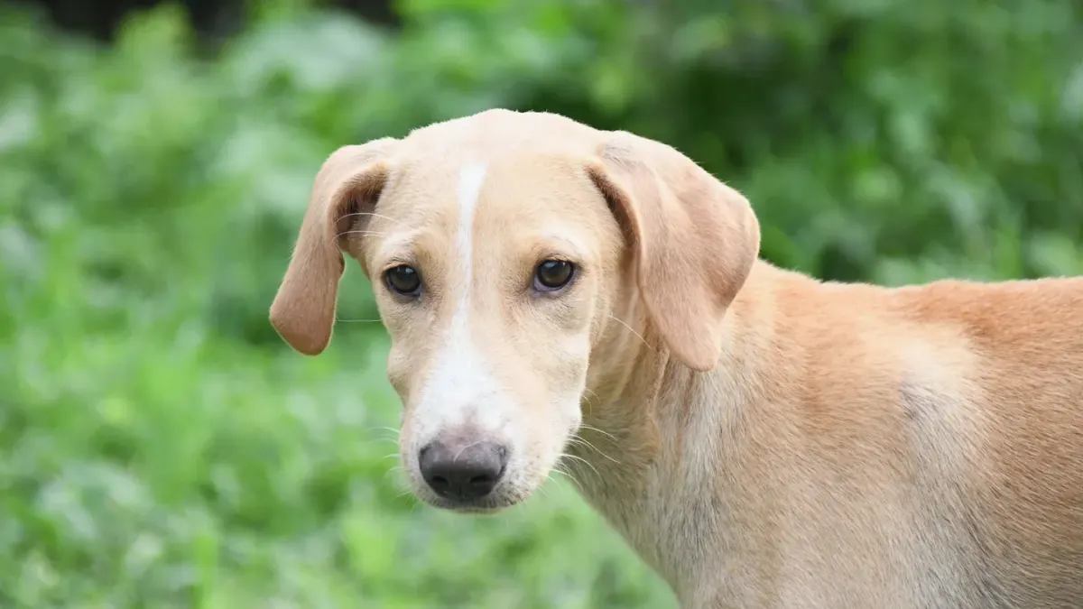Dog looking ahead outdoors