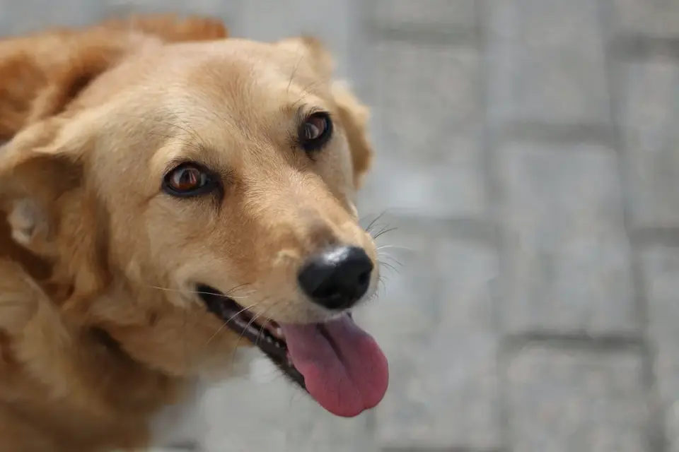 Dog looking ahead outdoors
