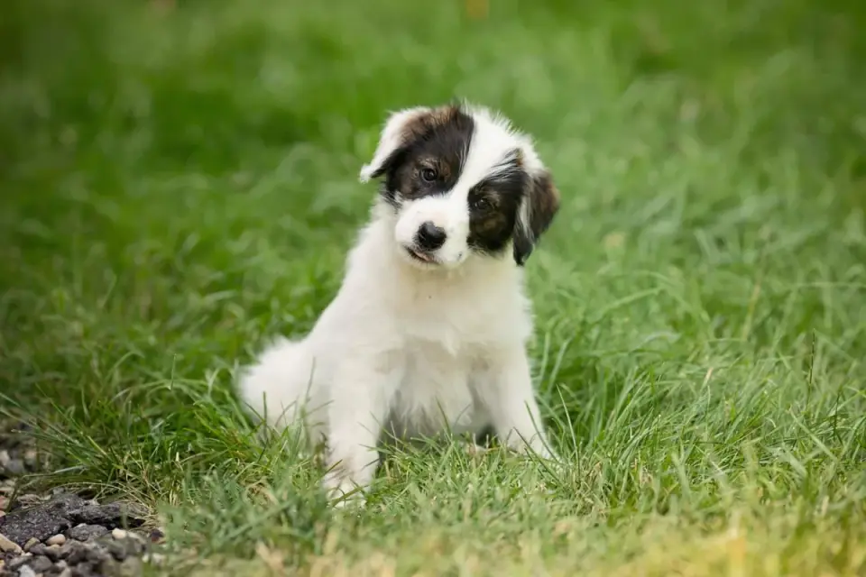Dog looking ahead outdoors