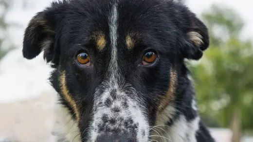 Dog looking ahead outdoors