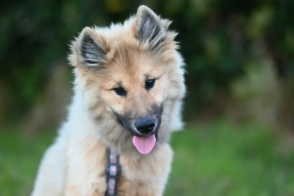 Dog looking ahead outdoors