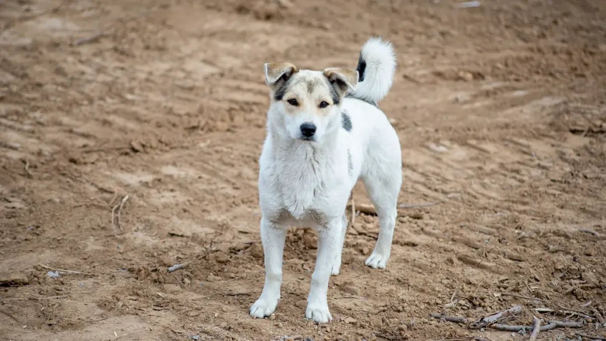 Dog looking ahead outdoors