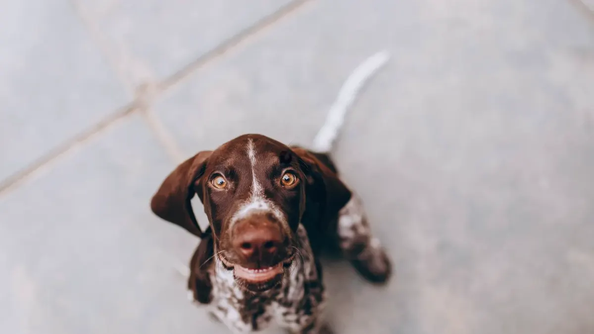Dog looking ahead outdoors