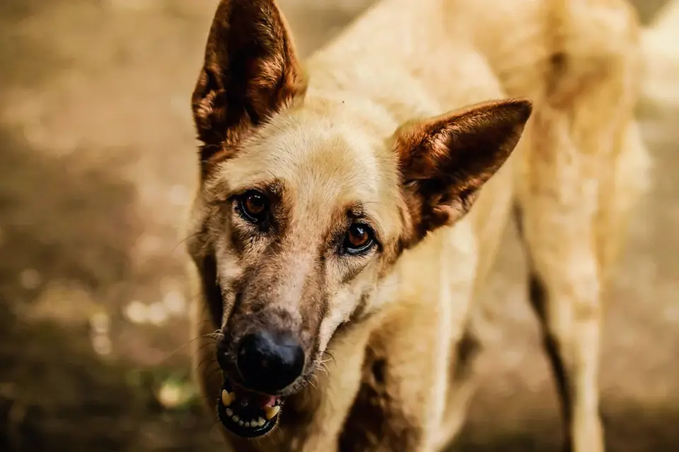 Dog looking ahead outdoors