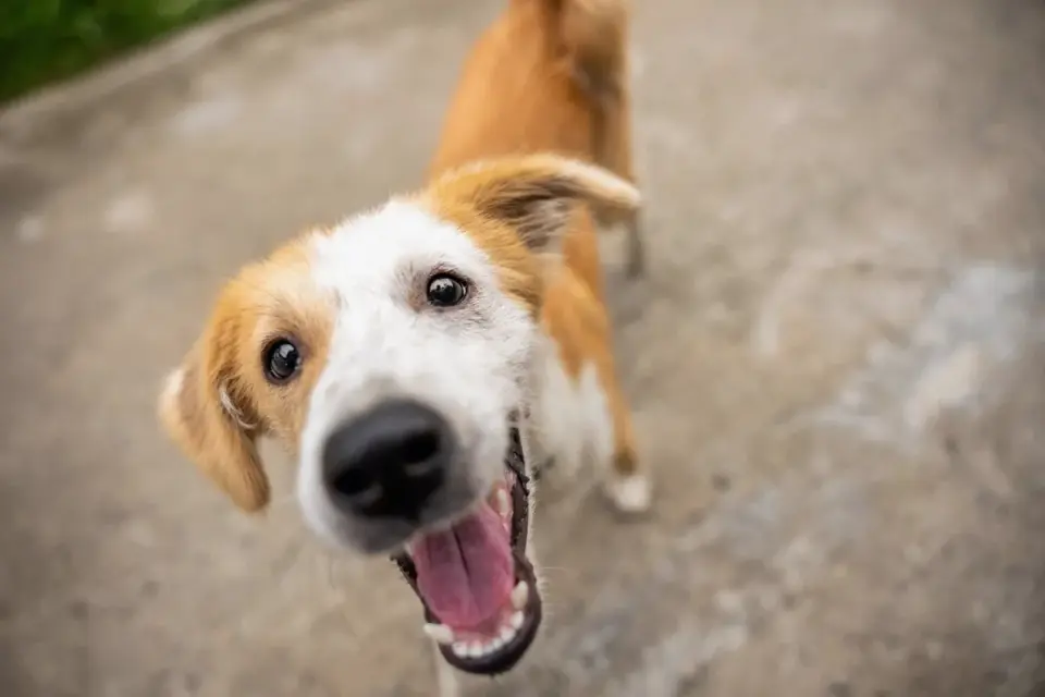 Dog looking at an owner