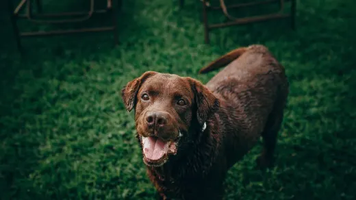Dog looking at an owner
