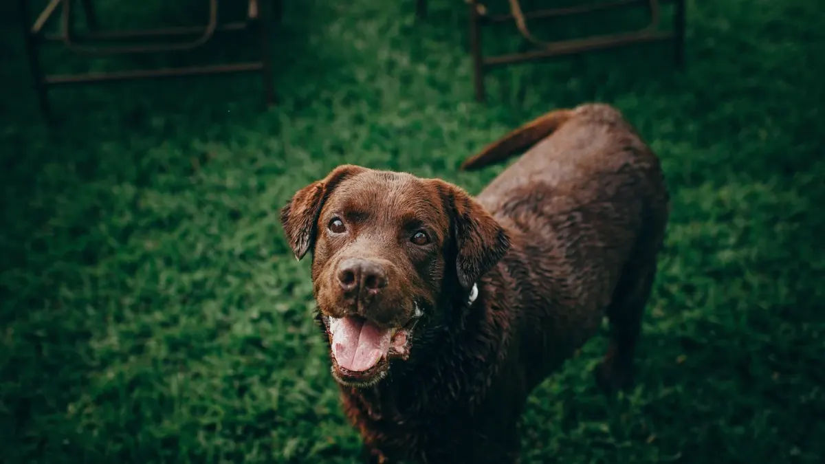 Dog looking at an owner