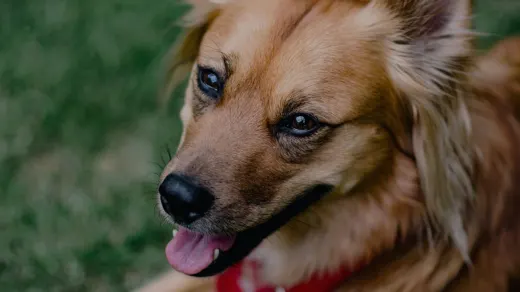 Dog looking at an owner