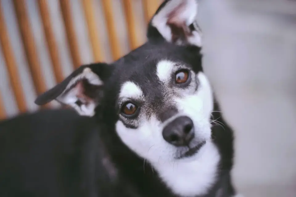Dog looking at an owner