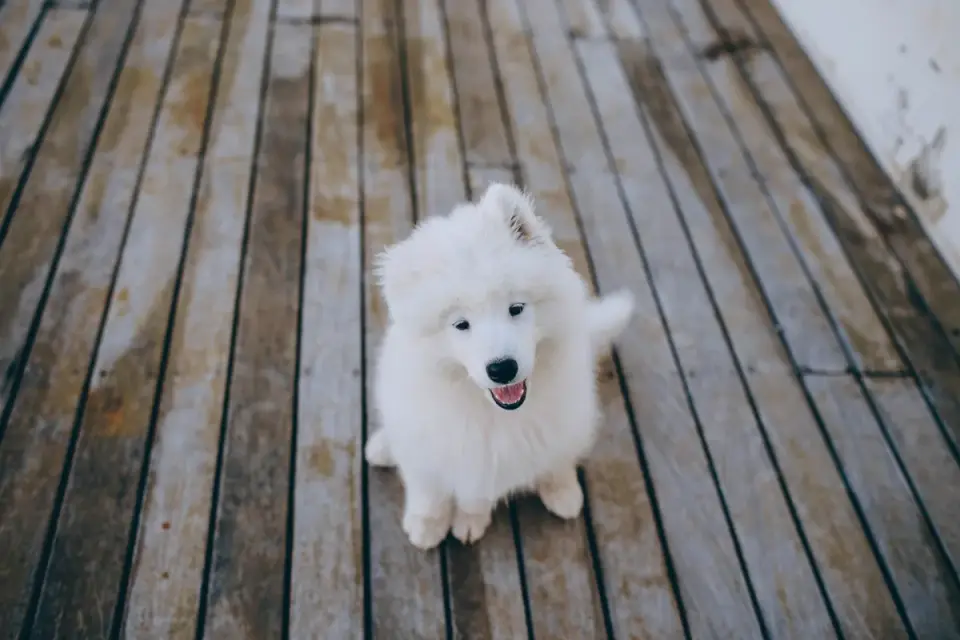 Dog lying on a floor