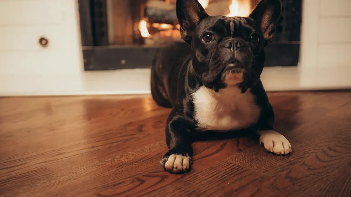Dog lying on a floor