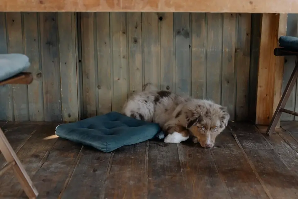 Dog lying on a floor
