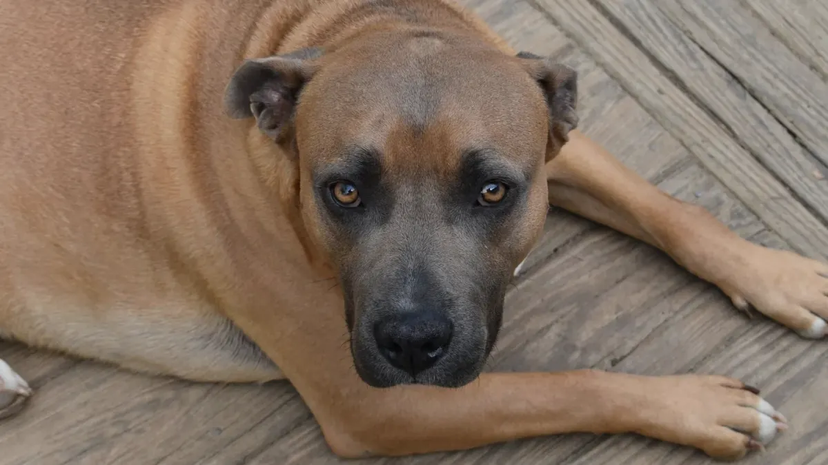 Dog lying on a floor