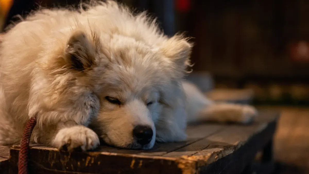 Dog near a fireplace