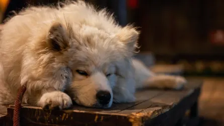 Dog near a fireplace