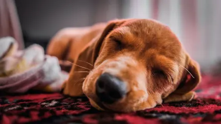 Dog near a fireplace