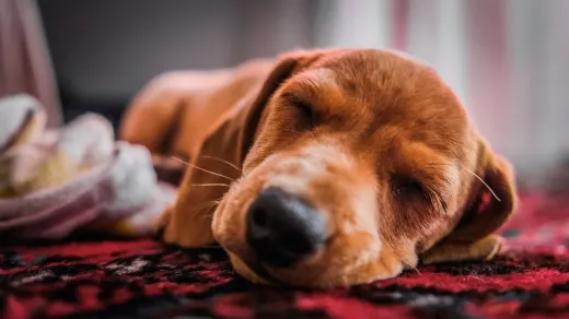 Dog near a fireplace
