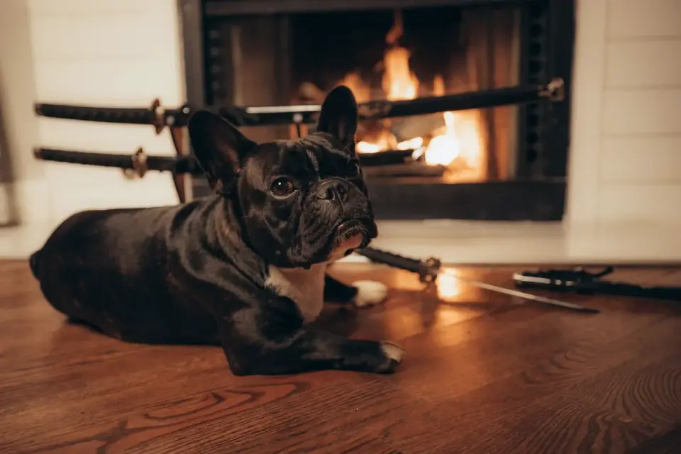 Dog near a fireplace