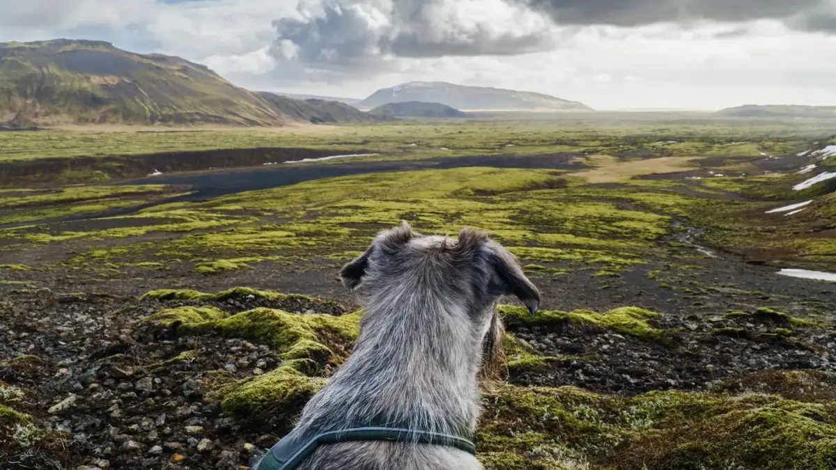 Dog on a hill trail