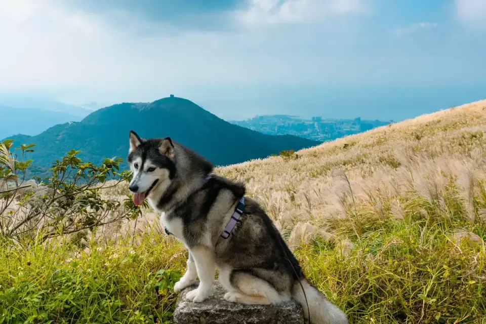 Dog on a hill trail