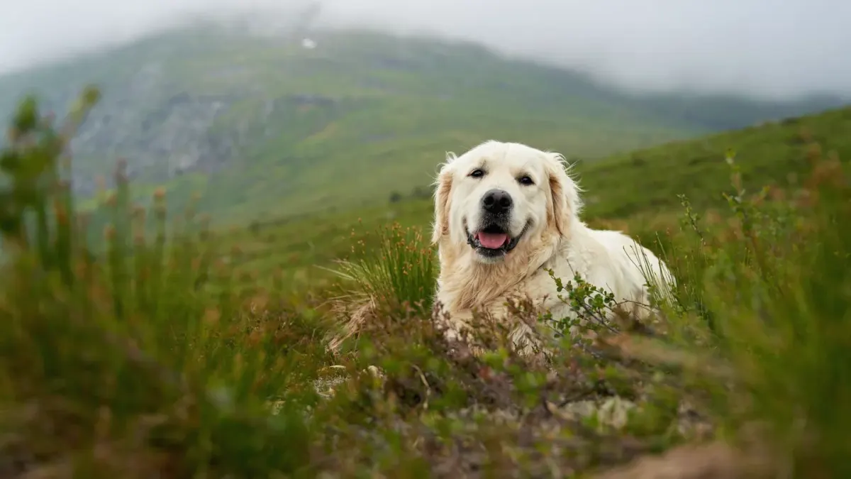 Dog on a hill trail