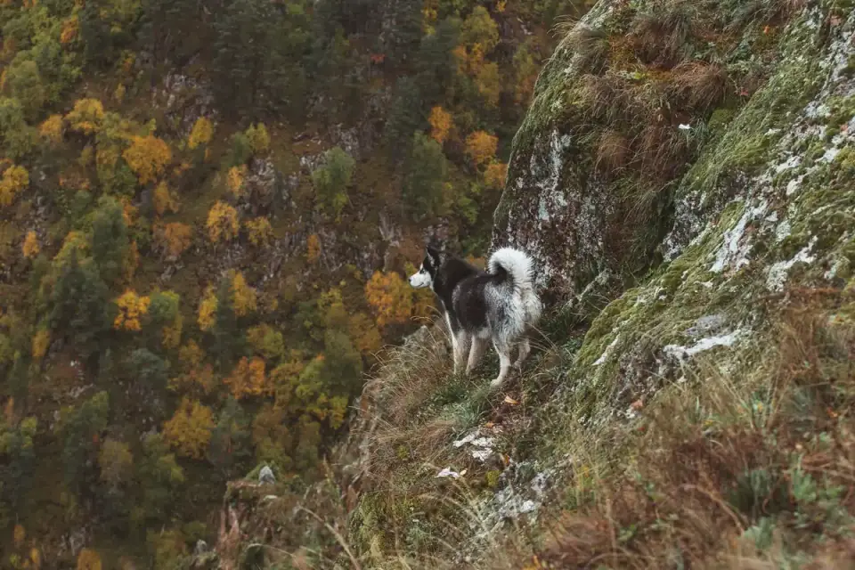 Dog on a hill trail