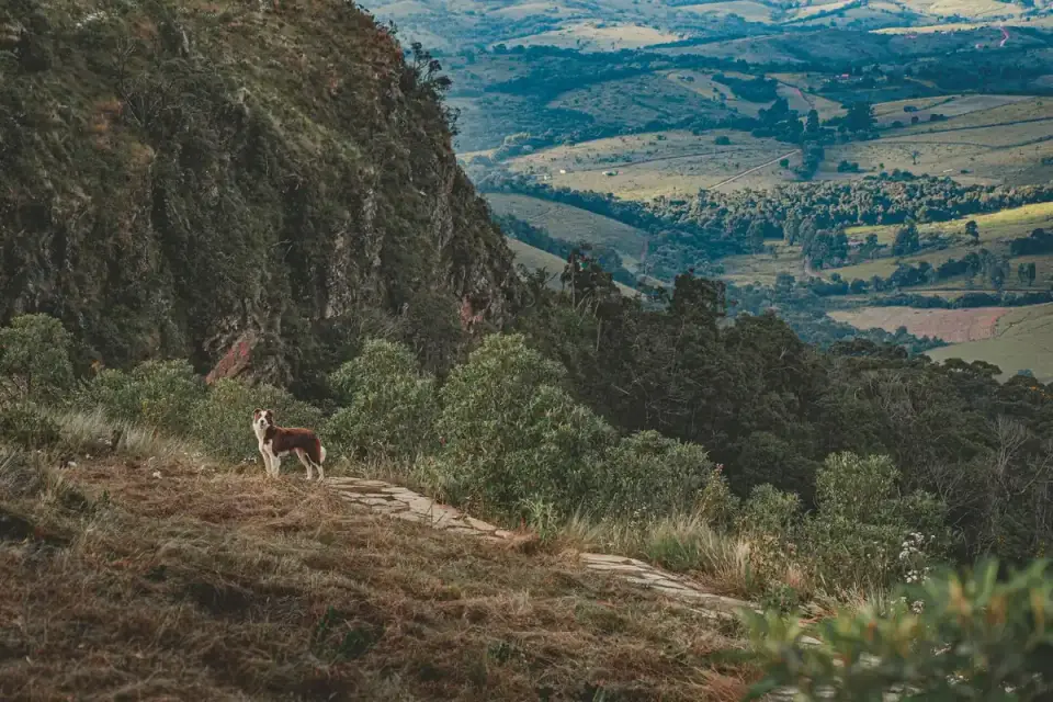 Dog on a hill trail