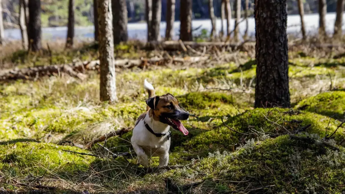 Dog on a hill trail