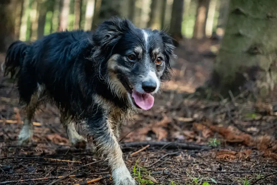 Dog on a hill trail