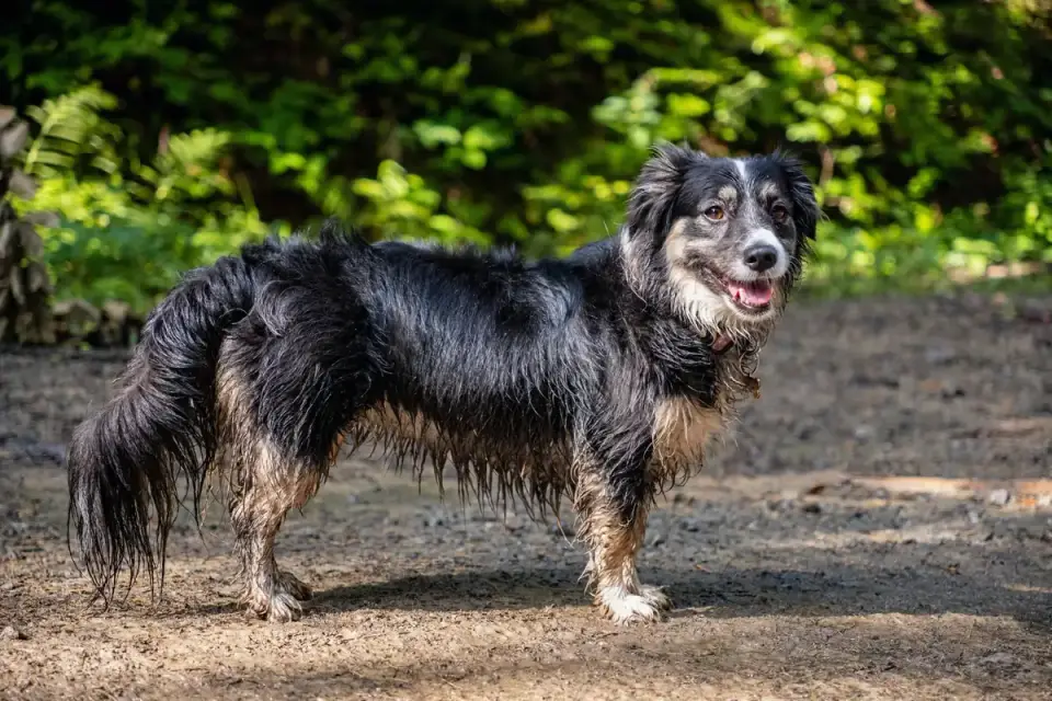 Dog on a hill trail