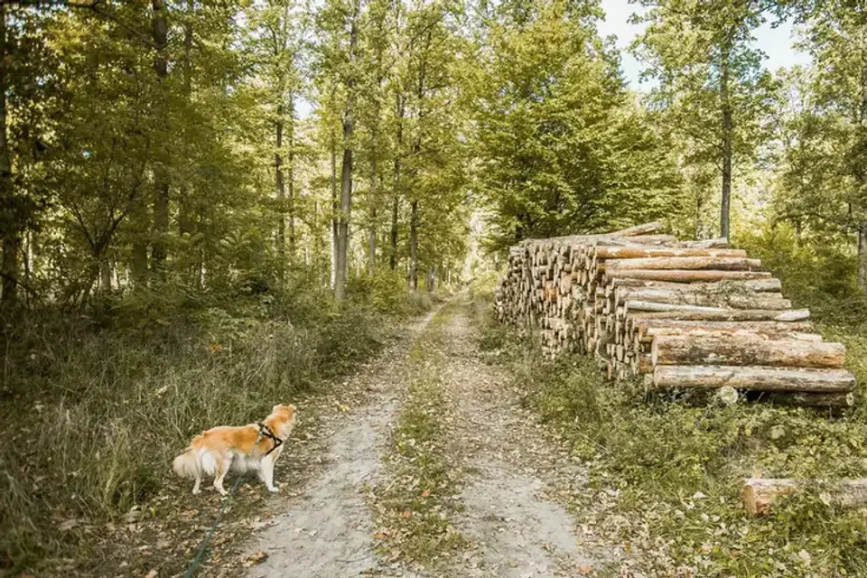 Dog on a hill trail