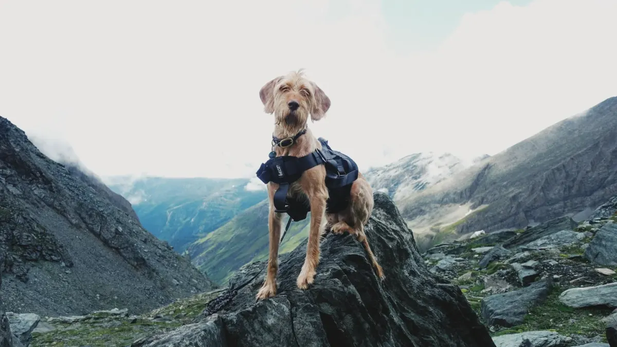 Dog on a hill trail