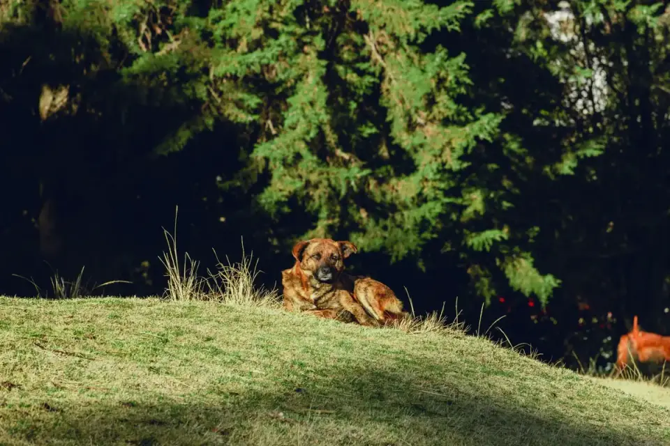 Dog on a hill trail