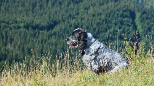 Dog on a hill trail