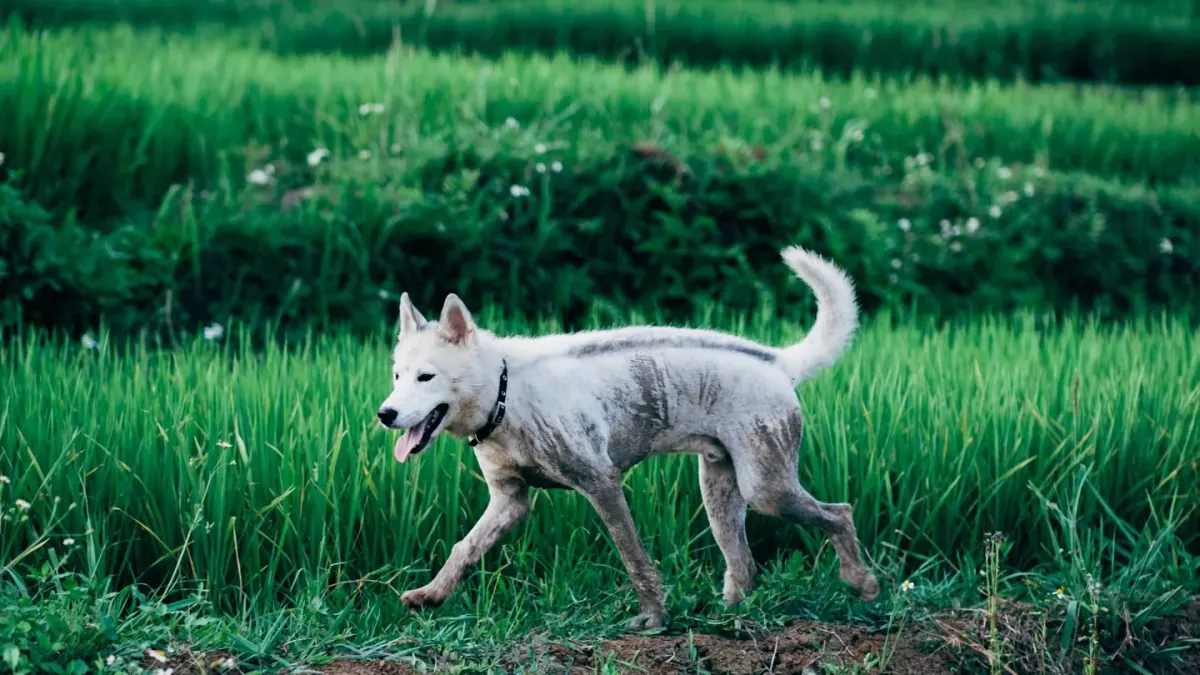 Dog on a hill trail