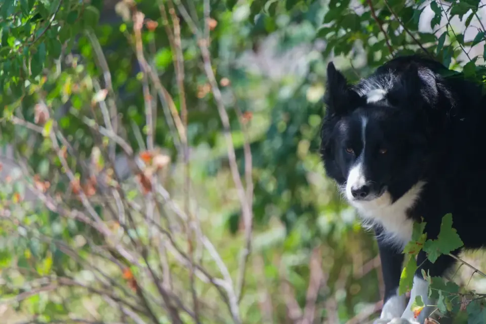 Dog on a hill trail