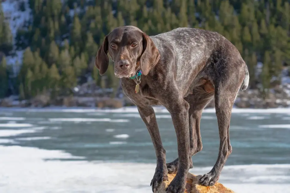 Dog on a log