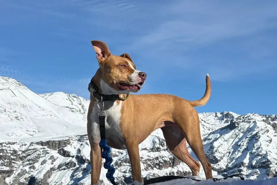 Dog on a log