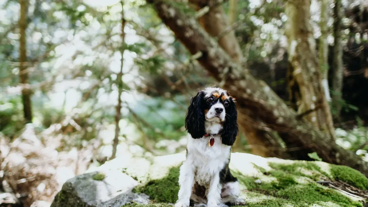 Dog on a log