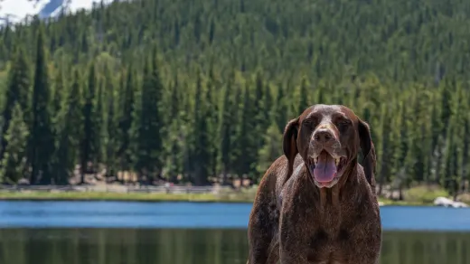Dog on a log