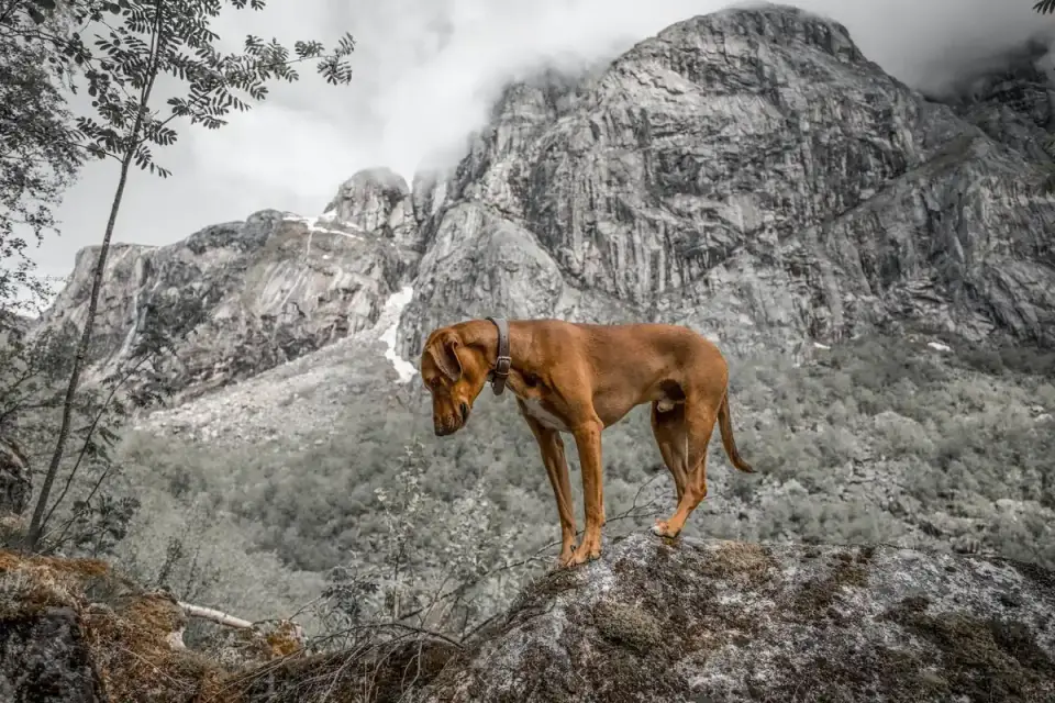 Dog on a log