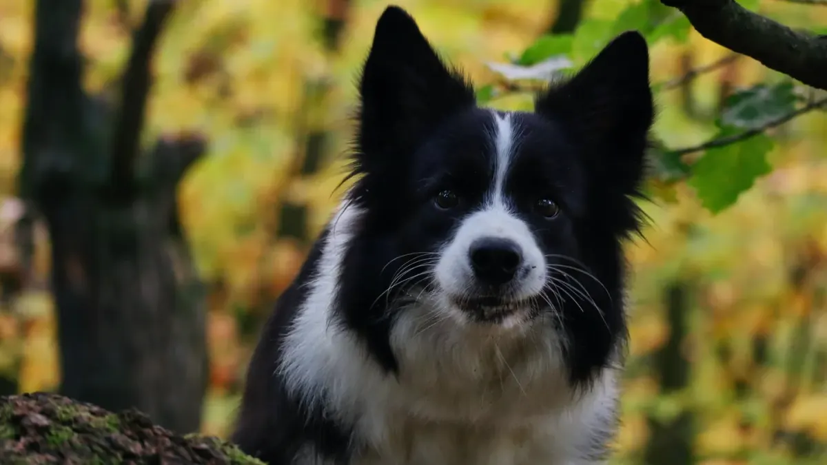 Dog on a log