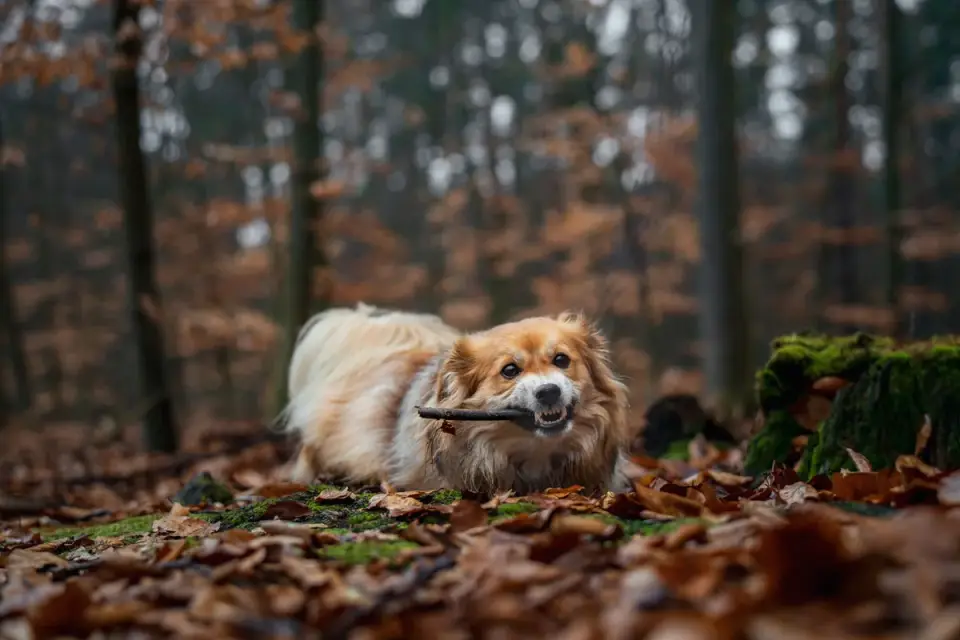 Dog on a log