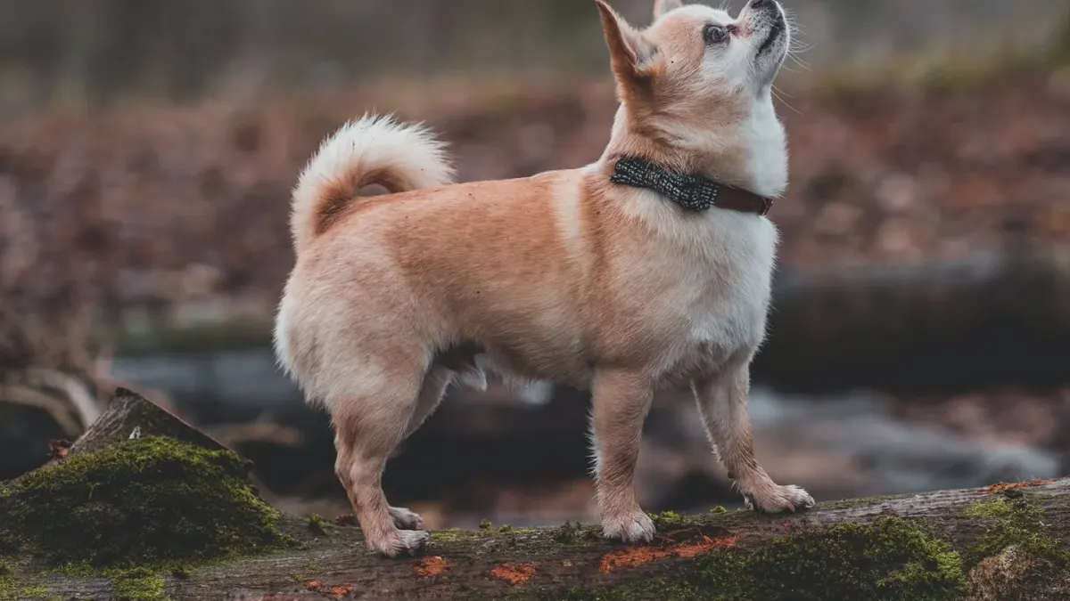 Dog on a log
