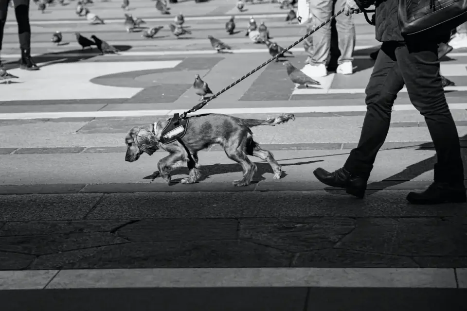 Dog on a ramp